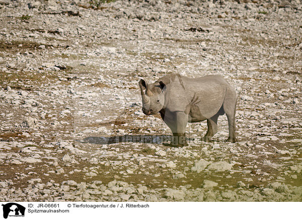 Spitzmaulnashorn / black rhino / JR-06661