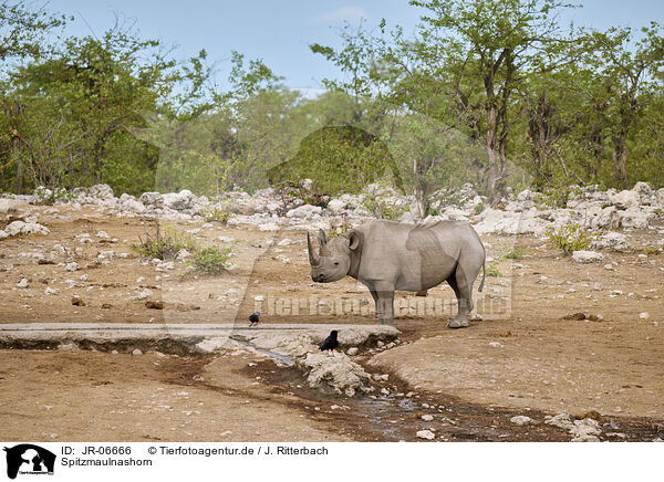 Spitzmaulnashorn / black rhino / JR-06666