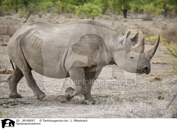 Spitzmaulnashorn / JR-06697