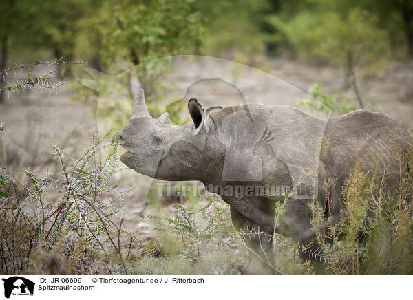 Spitzmaulnashorn / black rhino / JR-06699