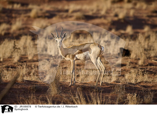 Springbock / springbok / JR-06878