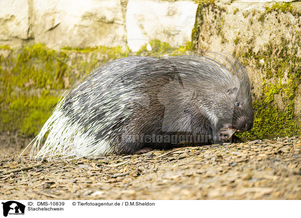 Stachelschwein / crested porpentine / DMS-10839