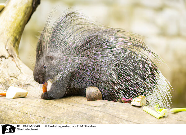 Stachelschwein / crested porpentine / DMS-10840