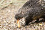 Stachelschwein