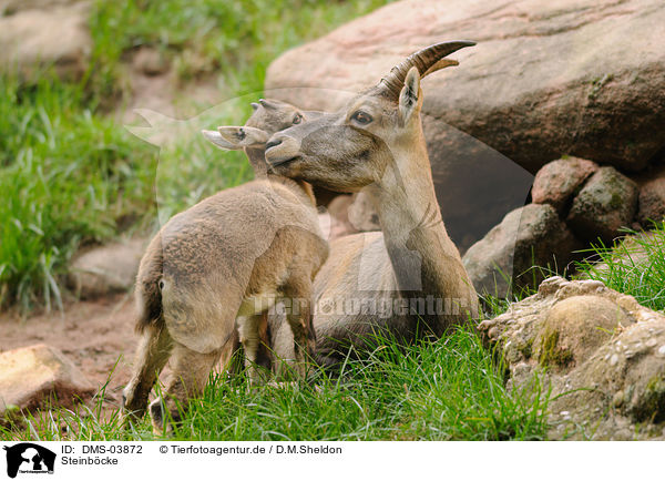 Steinbcke / Alpine ibexes / DMS-03872
