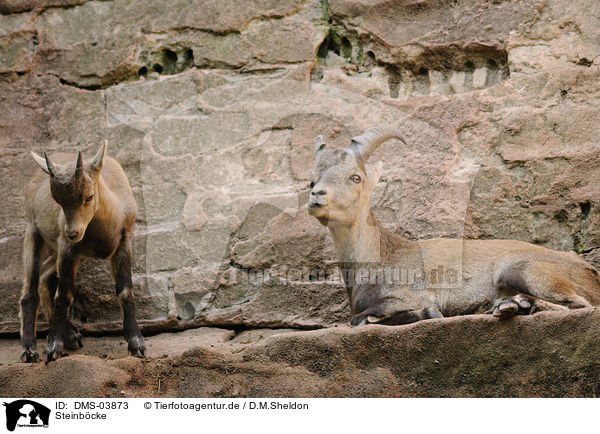Steinbcke / Alpine ibexes / DMS-03873