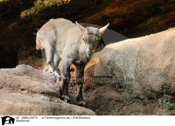 Steinbock / Alpine ibex / DMS-03874