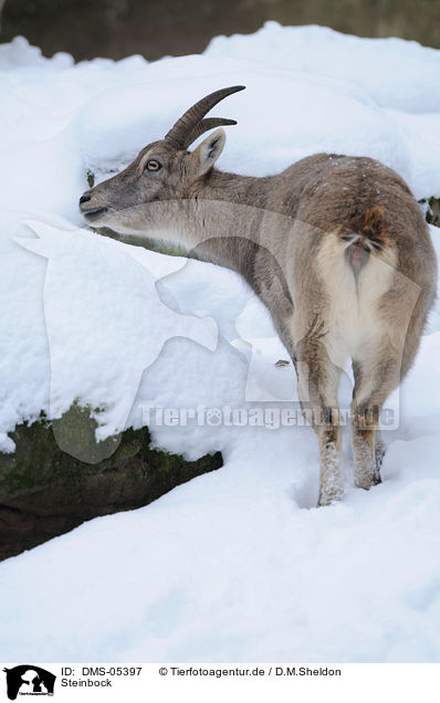 Steinbock / Alpine ibex / DMS-05397