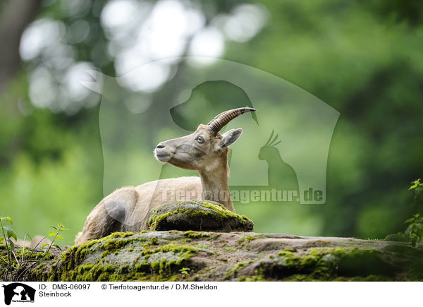 Steinbock / Alpine ibex / DMS-06097