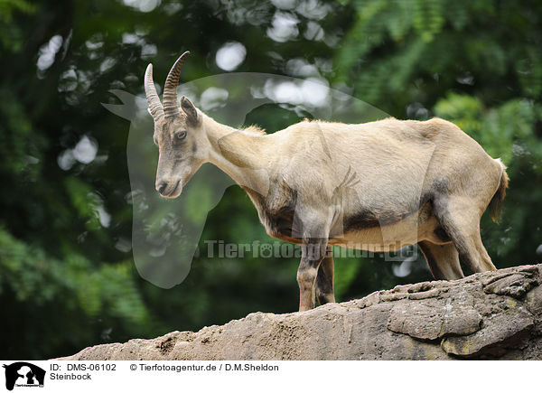 Steinbock / Alpine ibex / DMS-06102