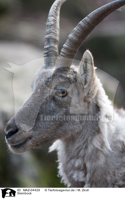 Steinbock / ibex / MAZ-04429