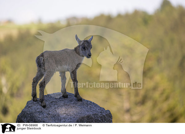 junger Steinbock / young Ibex / PW-08966