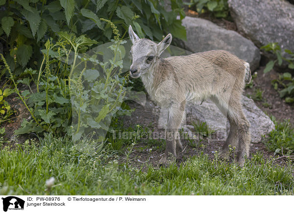 junger Steinbock / young Ibex / PW-08976