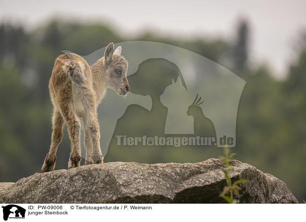 junger Steinbock / young Ibex / PW-09006