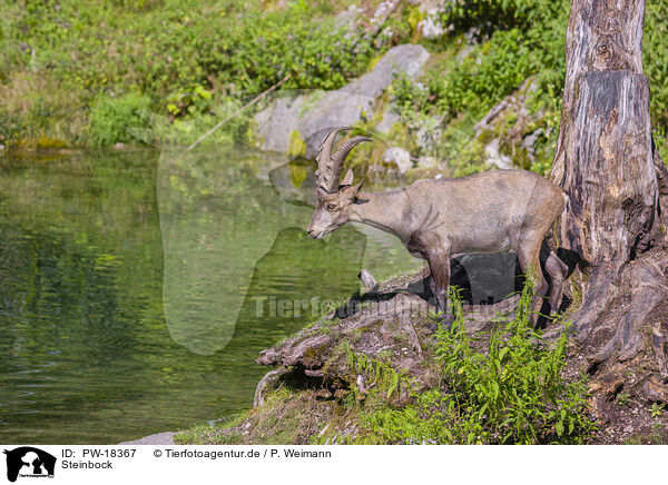 Steinbock / ibex / PW-18367