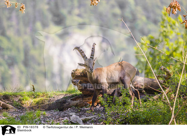 Steinbock / ibex / PW-18378