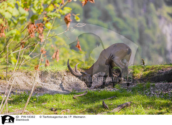 Steinbock / ibex / PW-18382