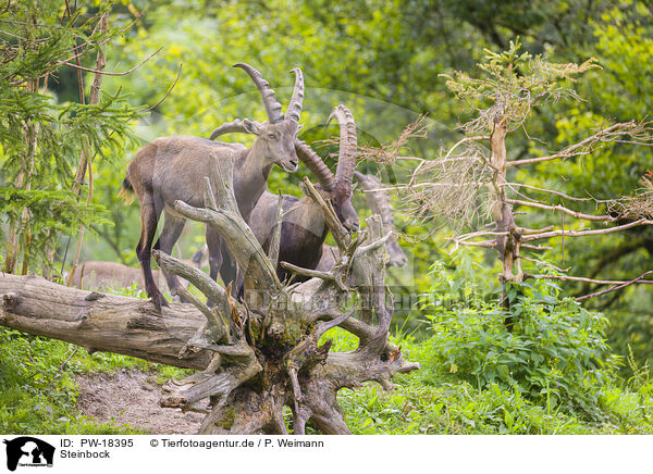 Steinbock / ibex / PW-18395