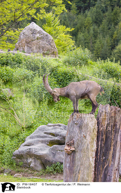 Steinbock / ibex / PW-18407