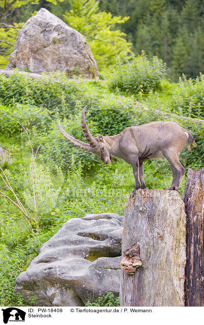 Steinbock / ibex / PW-18408