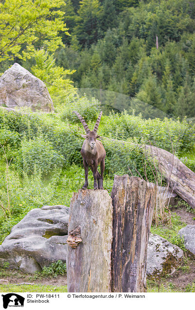 Steinbock / ibex / PW-18411