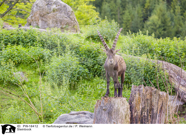 Steinbock / ibex / PW-18412