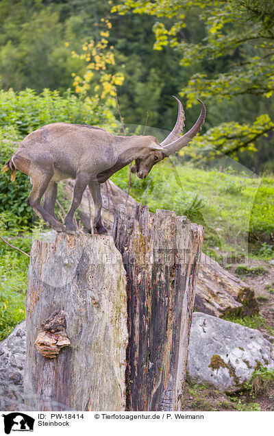 Steinbock / ibex / PW-18414