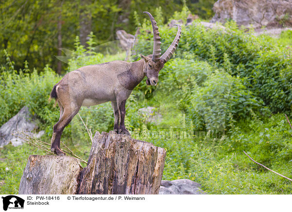 Steinbock / ibex / PW-18416