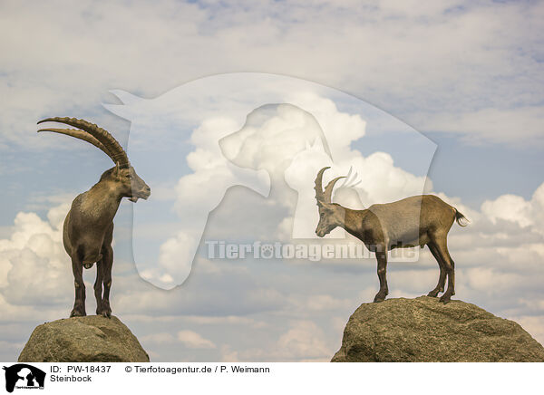 Steinbock / ibex / PW-18437