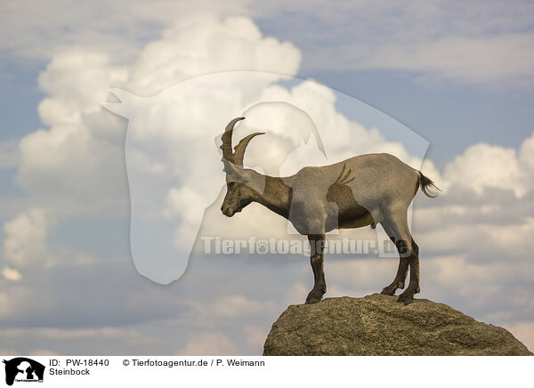 Steinbock / ibex / PW-18440