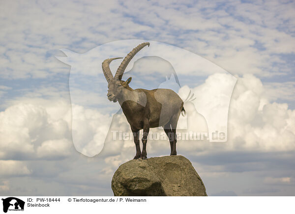 Steinbock / ibex / PW-18444