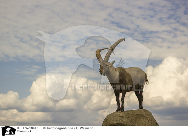 Steinbock / ibex / PW-18445