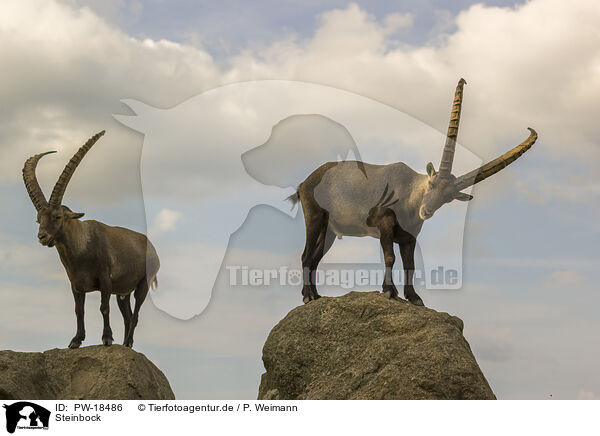 Steinbock / ibex / PW-18486