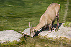 Steinbock