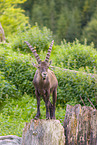 Steinbock