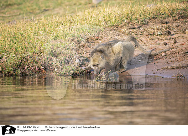 Steppenpavian am Wasser / Yellow Baboon at the water / MBS-19996