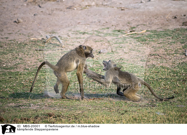 kmpfende Steppenpaviane / fighting Yellow Baboons / MBS-20001