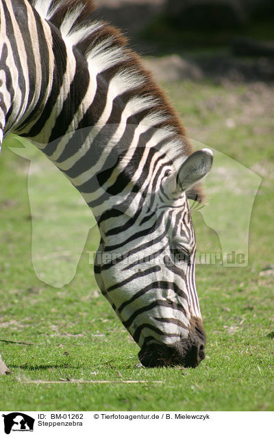 Steppenzebra / plains zebra / BM-01262