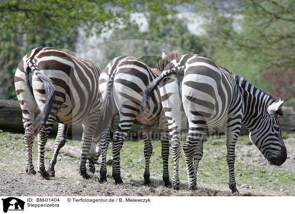Steppenzebra / plains zebra / BM-01404