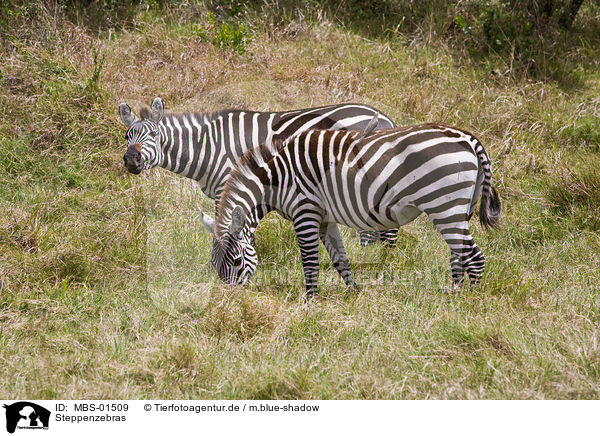 Steppenzebras / plains zebras / MBS-01509