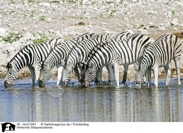 trinkende Steppenzebras / drinking plains zebras / HJ-01091