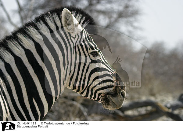 Steppenzebra Portrait / plains zebra portrait / HJ-01123