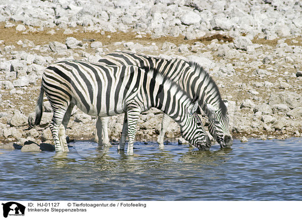 trinkende Steppenzebras / drinking plains zebras / HJ-01127