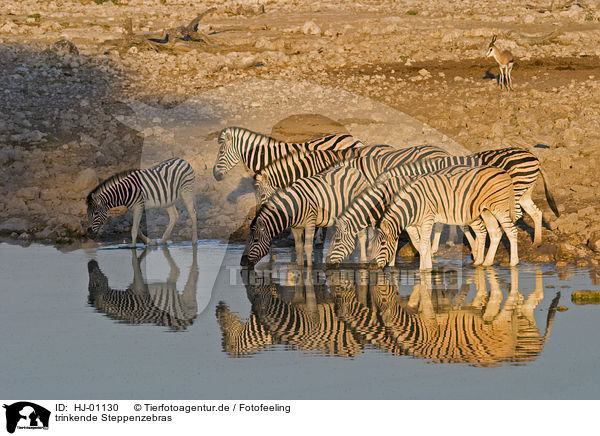 trinkende Steppenzebras / drinking plains zebras / HJ-01130