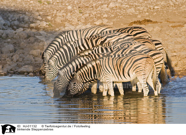 trinkende Steppenzebras / drinking plains zebras / HJ-01132