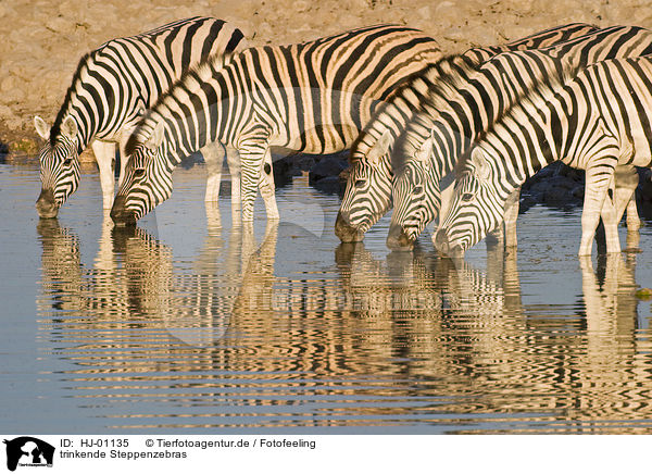 trinkende Steppenzebras / drinking plains zebras / HJ-01135