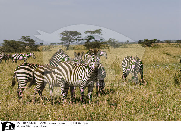 Herde Steppenzebras / herd of plains zebras / JR-01448