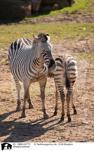 Steppenzebras / plains zebras / DMS-02773