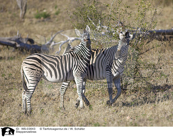 Steppenzebras / plains zebras / WS-03643