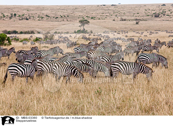 Steppenzebras / plains zebras / MBS-03360